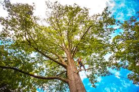 Best Lawn Pest Prevention  in Dale, IN