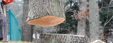 Dale, IN Tree Removal Company