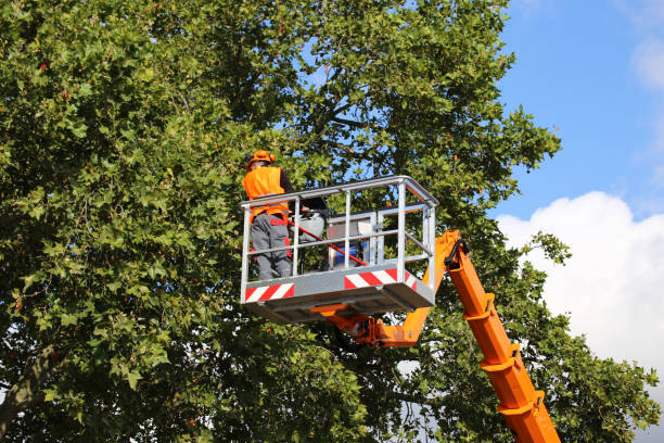 Best Tree and Shrub Care  in Dale, IN