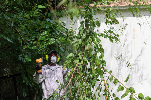 Best Commercial Tree Services  in Dale, IN