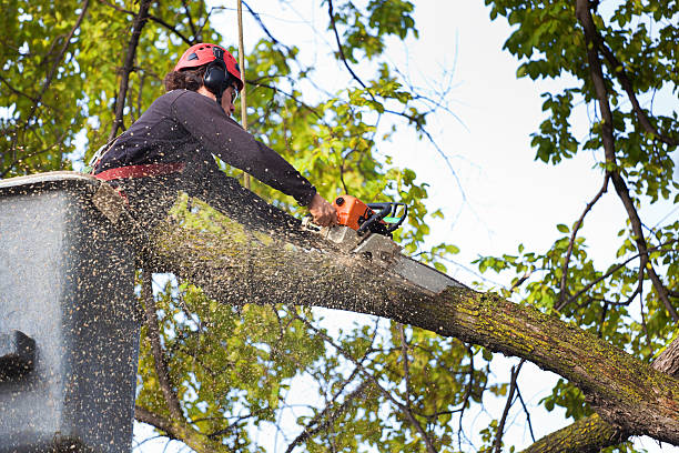 Best Hedge Trimming  in Dale, IN